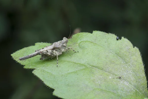 Close Shot Van Chorthippus Brunneus Sprinkhaan — Stockfoto