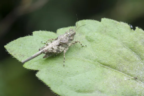 Cerca Chorthippus Brunneus Grasshopper —  Fotos de Stock