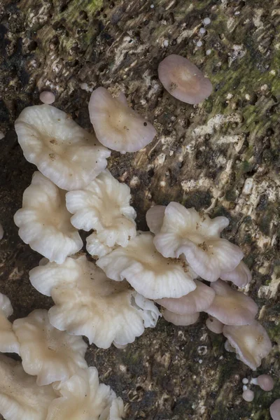Clusters Rotting Inedible White Fungi Dead Tree Trunk — Stock Photo, Image