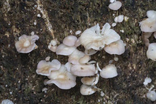 Clusters Rotting Inedible White Fungi Dead Tree Trunk — Stock Photo, Image