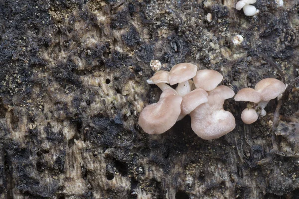 Trauben Verrottender Ungenießbarer Weißer Pilze Auf Dem Abgestorbenen Baumstamm — Stockfoto