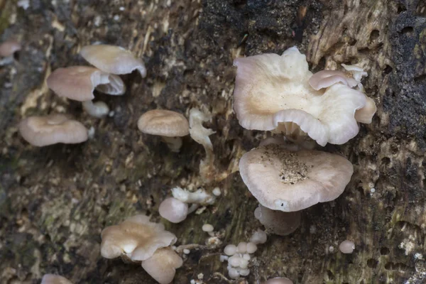 死んだ木の幹に腐敗した食用の白い真菌の塊が — ストック写真