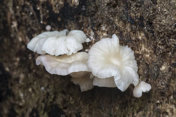 Aglomerados Fungos Brancos Não Comestíveis Decomposição Tronco Árvore Morta — Fotografia de Stock