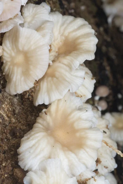 Aglomerados Fungos Brancos Não Comestíveis Decomposição Tronco Árvore Morta — Fotografia de Stock