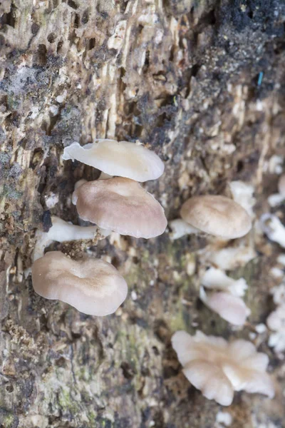 死んだ木の幹に腐敗した食用の白い真菌の塊が — ストック写真