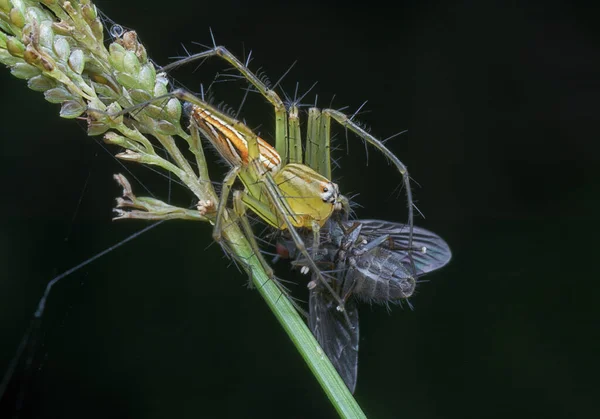 Luchsspinnenweibchen Fängt Eine Fliege Zum Fressen — Stockfoto