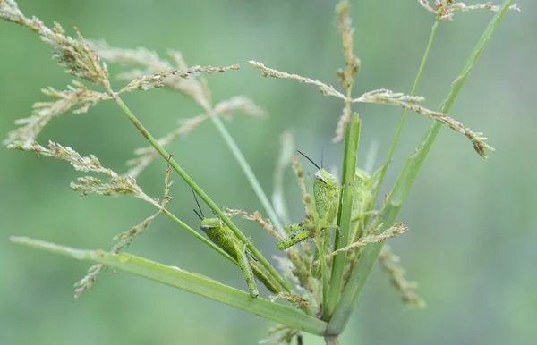 Grasshoppers Lymph Camouflage Weed Grass — Stock Photo, Image