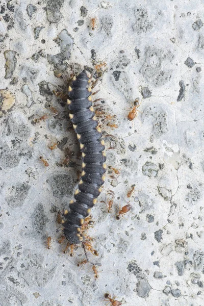 Många Röda Carpentar Myror Livnär Sig Död Milipede — Stockfoto