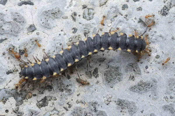 Many Red Carpentar Ants Feeding Dead Milipede — Stock Photo, Image