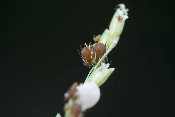 杂草茎上的微小的白色菊科植物卵 — 图库照片