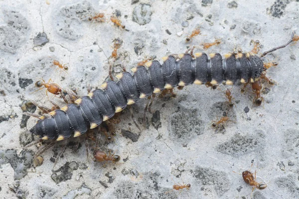 Många Röda Carpentar Myror Livnär Sig Död Milipede — Stockfoto