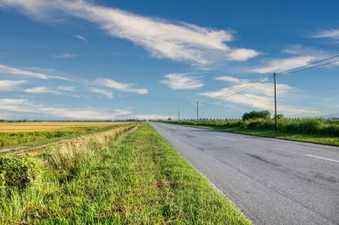 Çeltik tarlası manzarası