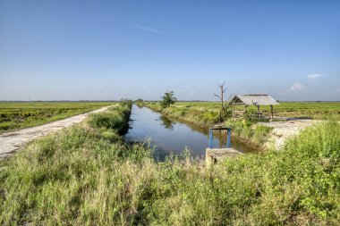 Çeltik tarlası manzarası