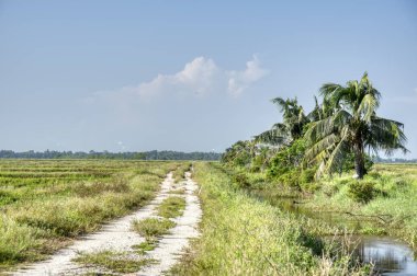 Çeltik tarlası manzarası
