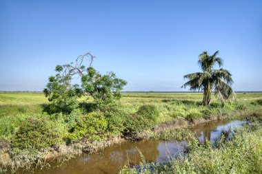 Çeltik tarlası manzarası