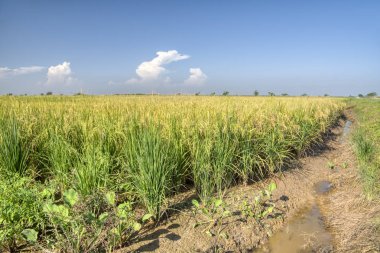Çeltik tarlası manzarası