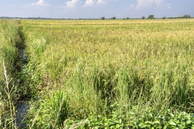 Çeltik tarlası manzarası
