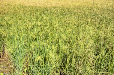 Çeltik tarlası manzarası