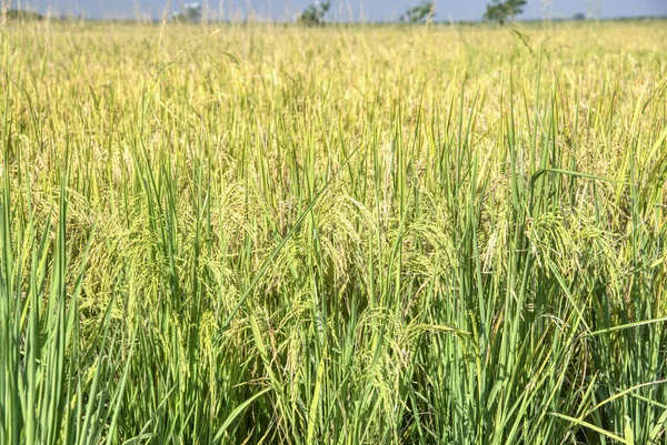 Scena Intorno Paesaggio Del Campo Risaia — Foto Stock