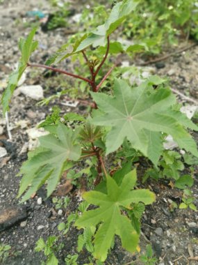 Ricinus komünis bitkisinin görüntüleri.