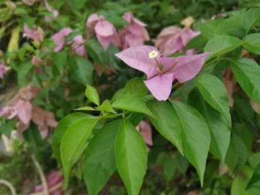 Pembe bougainvillea spectabilis görüntüsü 