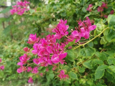 Kırmızı bougainvillea spectabilis görüntüsü 