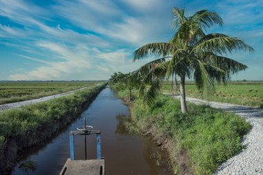 Çeltik tarlası manzarası