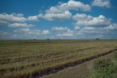 Çeltik tarlası manzarası