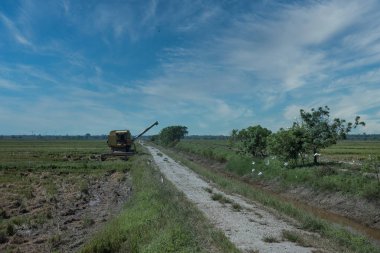 Tarlada Paddy hasat traktörü sahnesi.