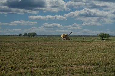 Tarlada Paddy hasat traktörü sahnesi.
