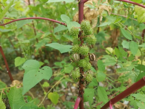 Imagens Planta Ricinus Communis — Fotografia de Stock