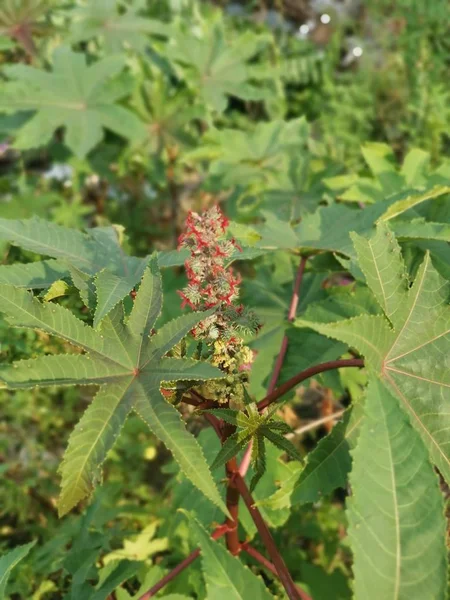 Bilder Ricinus Communis Växten — Stockfoto