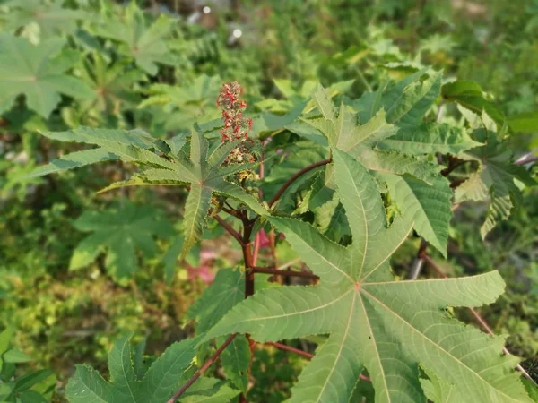 Beelden Van Ricinus Communis Plant — Stockfoto