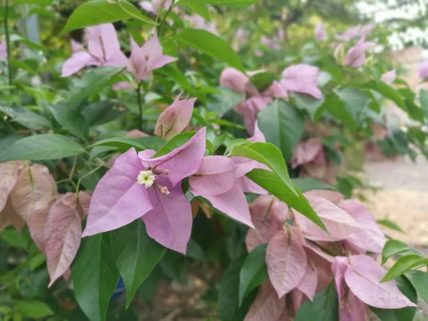 Immagine Bougainvillea Spectabilis Rosa — Foto Stock