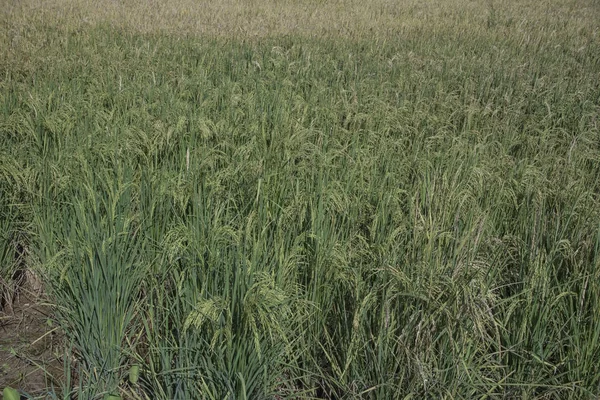 Scena Intorno Paesaggio Del Campo Risaia — Foto Stock