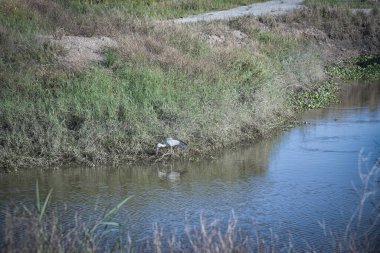 Beyaz ve gri balıkçıl kuşu çeltik tarlasında
