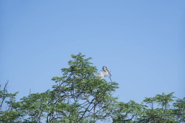 Beyaz ve gri balıkçıl kuşu çeltik tarlasında