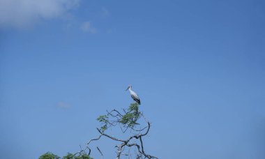 Beyaz ve gri balıkçıl kuşu çeltik tarlasında