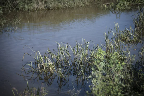 Сценка Березі Річки Брудною Водою — стокове фото