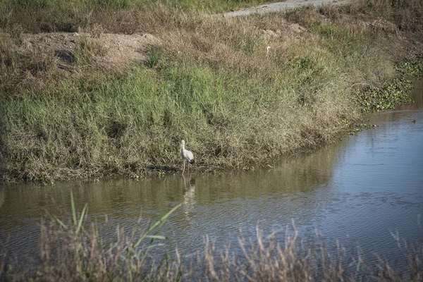 Escena Del Pájaro Garza Blanca Gris Arrozal — Foto de Stock