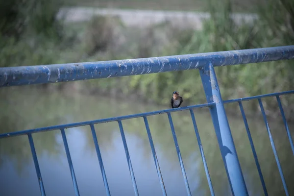 Malý Rychlý Pták Sedící Nebo Odpočívající Železném Mostě Tyč — Stock fotografie
