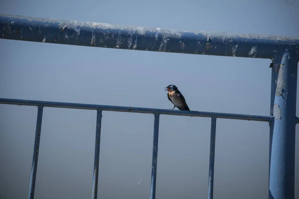 小而敏捷的鸟栖息或栖息在铁桥上 — 图库照片