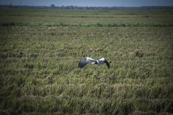 Scene White Grey Heron Bird Paddy Field — Stock Photo, Image