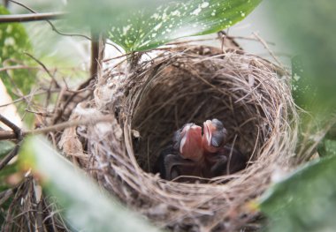 Yavru Pycnonotus Goiavier yuvadaki kuşlar.
