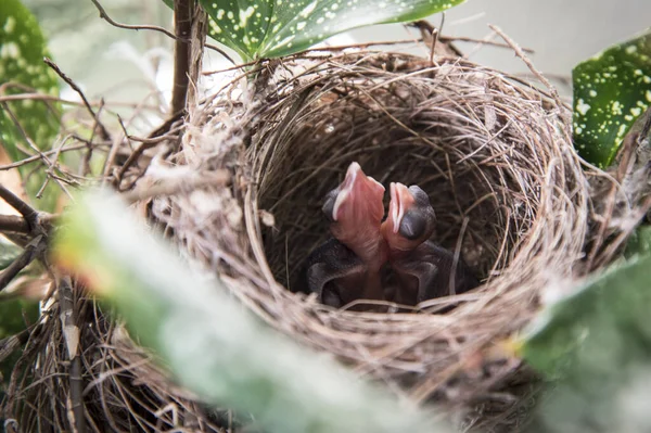 Baby Pycnonotus Goiavier Vögel Nest — Stockfoto
