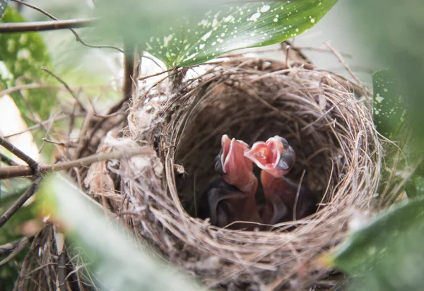 Baby Pycnonotus Goiavier Vögel Nest — Stockfoto