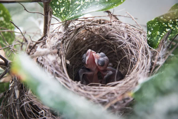 Baby Pycnonotus Goiavier Birds Nest — Stock fotografie