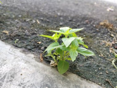 Genç Torenia, asfalt sokakta yetişiyor..
