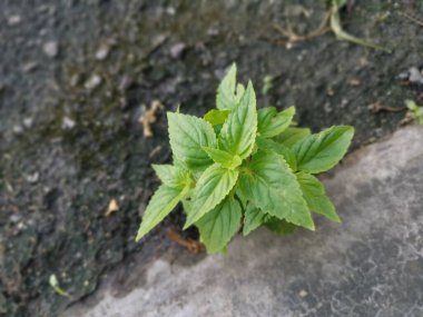 Genç Torenia, asfalt sokakta yetişiyor..