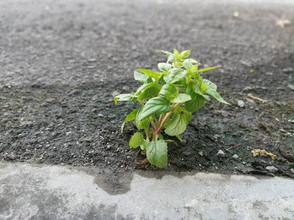 Молодые Torenia Стрелять Выращивая Асфальт Улице — стоковое фото